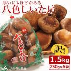 厚いにもほどがある 八色しいたけ 1.5kg