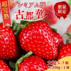 いちご 古都華 500g