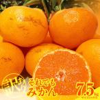 訳あり それでも みかん 箱込 7.5kg