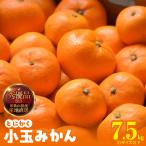 みかん とにかく 小玉 箱込 7.5kg