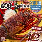 特大伊勢海老 2匹