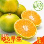 訳あり ゆら早生 みかん 箱込 5kg