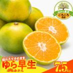 みかん 山から直送 箱込 7.5kg