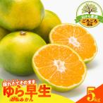 ゆら早生 みかん 山から直送 箱込 5kg