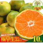 みかん 極早生 山から直送 箱込 10kg