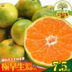 みかん 極早生 山から直送 箱込 7.5kg