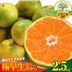 みかん 極早生 山から直送 箱込 2.5kg