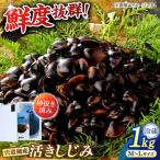 しじみ 砂抜き不要 宍道湖産 活ヤマトシジミ