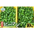 ふるさと納税 訳あり 規格外 ピーマン 約10kg 【 不揃い 産地直送 新鮮 料理 野菜 大容量 岩手県 陸前高田市 Farm Koganeyama 】 RT2724 岩手県陸前高田市