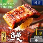うなぎ 特上サイズ 1尾