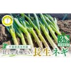 AD01-003 長生ねぎ 3kg