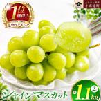 シャインマスカット 約1.1kg