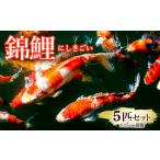 錦鯉 5匹セット 15cm前後 FY25-120