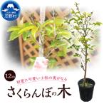 植木 さくらんぼの木 桜桃 1.3m
