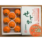 ハーフ 化粧箱 柑橘の大トロ ハウス せとか