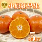 小原紅早生みかん 約5kg