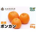 厳選 ポンカン 5kg+250g 痛み補償分