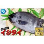 イシダイ 内臓処理済み 1kg~2kg以上