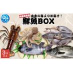 鮮魚BOX 内臓処理済み 3kg以上