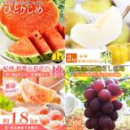 紀州和歌山産旬のフルーツ定期便 スイカ