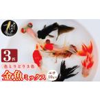 金魚 3色 ミックス 3匹