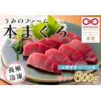 ふるさと納税 【12/23までの寄附で年内発送】 マグロ まぐろ 本マグロ 刺身 中トロ 600g うみのファーム 養殖 本まぐろ さしみ 刺し身 ネギトロ .. 高知県大月町