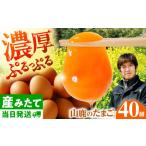 fu.... налог Tama .40 шт примерно 2.5kg[ma блеск maeg ферма ][ZAW004] Kumamoto префектура гора олень город 