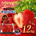 ぎっしり とちあいか 大粒 サイズ不揃い 約1.2kg