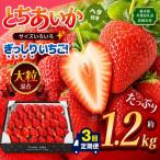 ぎっしり とちあいか 大粒 サイズ不揃い 約1.2kg