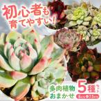 多肉植物 初心者さんも育てやすい エケベリア