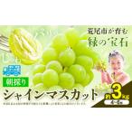 ふるさと納税 【先行予約】 シャインマスカット 約3kg(4〜6房) 《8月下旬-9月末頃出荷》大容量 シャインマスカット フルーツ シャインマスカッ.. 熊本県荒尾市