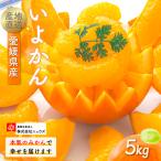 産いよかん 5kg