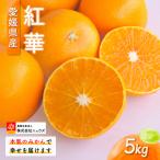 紅華 生果 約5kg