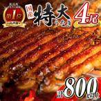 鰻楽 特大 うなぎ蒲焼 4尾800g