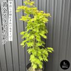 芽出しが特にきれいなモミジ 黄金イタヤカエデ〈プラス樹〉