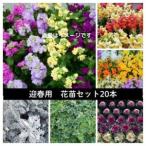 fu.... налог . весна для цветок рассада комплект 20 pot [ рассылка не возможно регион : отдаленный остров * Hokkaido * Okinawa префектура ][1625220] Okayama префектура прекрасный произведение город 