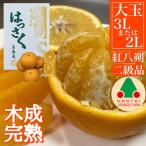 ちょっと 傷あり 木成完熟 紅はっさく 3L