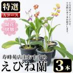 えびね蘭 3本