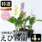 えびね蘭 4本