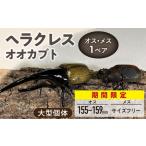 オス 150mm後半 メス サイズフリー 1ペア_