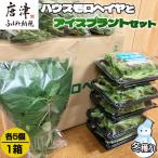 冬穫れハウスモロヘイヤ 100g×5袋