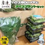冬穫れハウスモロヘイヤ 100g×5袋 とアイスプラント 70g×5P セット
