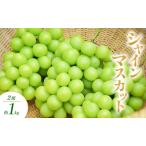 ふるさと納税 シャインマスカット 1〜2房 約1kg ぶどう ブドウ 葡萄 マスカット 果物 フルーツ 長野県 長野 山ノ内町 長野県山ノ内町