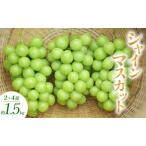 ふるさと納税 シャインマスカット 2〜4房 約1.5kg ぶどう ブドウ 葡萄 マスカット 果物 フルーツ 長野県 長野 山ノ内町 長野県山ノ内町