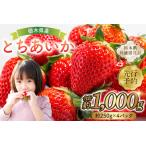 ふるさと納税 【先行予約】栃木県産 とちあいか約250g×4パック 【栃木県共通返礼品】 ns120-001 果物 いちご とちあいか オリシ゛ナル.. 栃木県那須塩原市