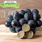 和歌山有田産のたねなし巨峰約1kg★2026年8月上旬頃