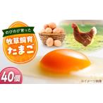 たまご 天心山卵 40個