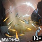 めだかランダム