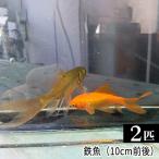 鉄魚 2匹