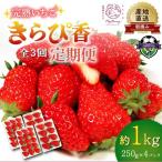 全3回定期便 いちご 約1kg